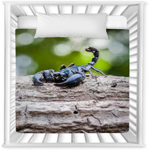 Closeup View Of A Scorpion In Nature. Nursery Decor 100432004