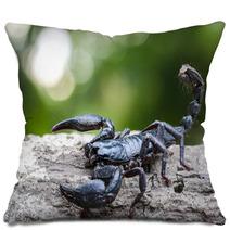 Closeup View Of A Scorpion In Nature. Pillows 100431975