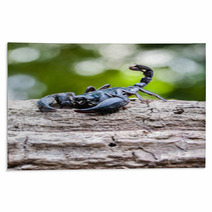 Closeup View Of A Scorpion In Nature. Rugs 100432004