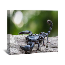 Closeup View Of A Scorpion In Nature. Wall Art 100431975