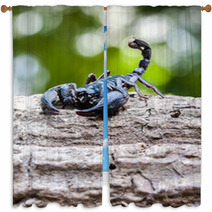 Closeup View Of A Scorpion In Nature. Window Curtains 100432004