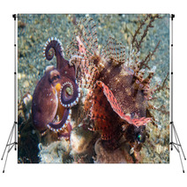Coconut Octopus Fighting Against Scorpion Fish Backdrops 98309147