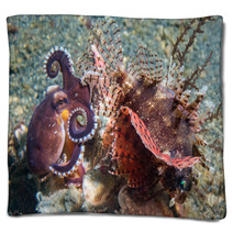 Coconut Octopus Fighting Against Scorpion Fish Blankets 98309147