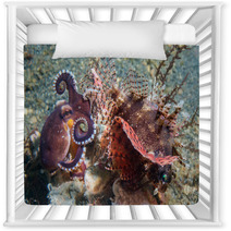 Coconut Octopus Fighting Against Scorpion Fish Nursery Decor 98309147