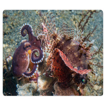 Coconut Octopus Fighting Against Scorpion Fish Rugs 98309147