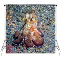 Coconut Octopus Underwater Macro Portrait On Sand Backdrops 87066401