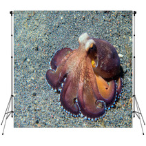 Coconut Octopus Underwater Macro Portrait On Sand Backdrops 87066411