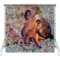 Coconut Octopus Underwater Macro Portrait On Sand Backdrops 87066417