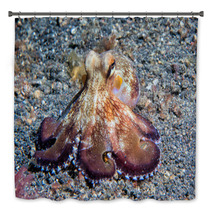 Coconut Octopus Underwater Macro Portrait On Sand Bath Decor 87066401