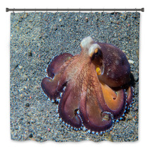 Coconut Octopus Underwater Macro Portrait On Sand Bath Decor 87066411