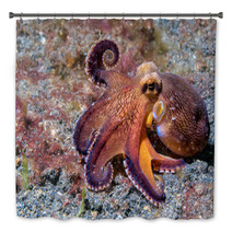 Coconut Octopus Underwater Macro Portrait On Sand Bath Decor 87066417