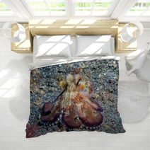 Coconut Octopus Underwater Macro Portrait On Sand Bedding 87066401