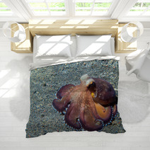 Coconut Octopus Underwater Macro Portrait On Sand Bedding 87066411