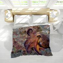 Coconut Octopus Underwater Macro Portrait On Sand Bedding 87066417