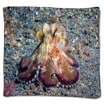 Coconut Octopus Underwater Macro Portrait On Sand Blankets 87066401