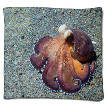 Coconut Octopus Underwater Macro Portrait On Sand Blankets 87066411