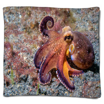 Coconut Octopus Underwater Macro Portrait On Sand Blankets 87066417