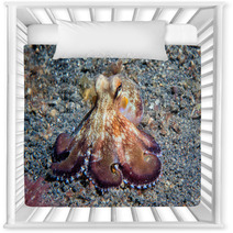 Coconut Octopus Underwater Macro Portrait On Sand Nursery Decor 87066401