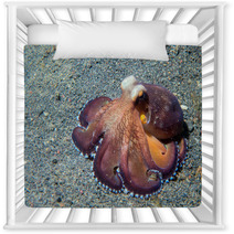 Coconut Octopus Underwater Macro Portrait On Sand Nursery Decor 87066411