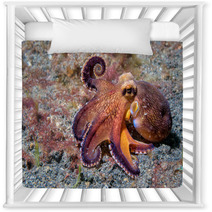 Coconut Octopus Underwater Macro Portrait On Sand Nursery Decor 87066417