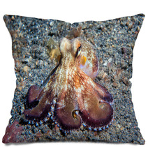 Coconut Octopus Underwater Macro Portrait On Sand Pillows 87066401