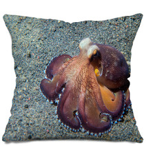 Coconut Octopus Underwater Macro Portrait On Sand Pillows 87066411