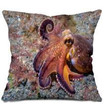Coconut Octopus Underwater Macro Portrait On Sand Pillows 87066417