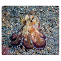 Coconut Octopus Underwater Macro Portrait On Sand Rugs 87066401