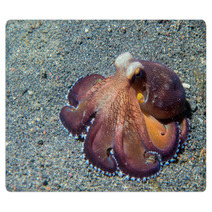 Coconut Octopus Underwater Macro Portrait On Sand Rugs 87066411