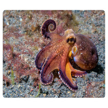 Coconut Octopus Underwater Macro Portrait On Sand Rugs 87066417