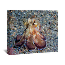 Coconut Octopus Underwater Macro Portrait On Sand Wall Art 87066401