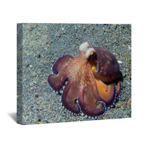 Coconut Octopus Underwater Macro Portrait On Sand Wall Art 87066411