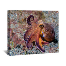 Coconut Octopus Underwater Macro Portrait On Sand Wall Art 87066417