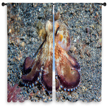Coconut Octopus Underwater Macro Portrait On Sand Window Curtains 87066401