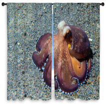Coconut Octopus Underwater Macro Portrait On Sand Window Curtains 87066411