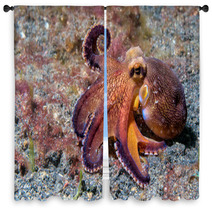 Coconut Octopus Underwater Macro Portrait On Sand Window Curtains 87066417