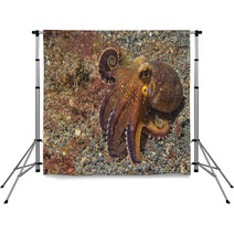 Coconut Octopus Underwater Portrait Backdrops 63916912