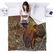 Coconut Octopus Underwater Portrait Blankets 63916912
