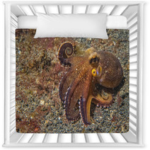 Coconut Octopus Underwater Portrait Nursery Decor 63916912