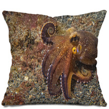 Coconut Octopus Underwater Portrait Pillows 63916912