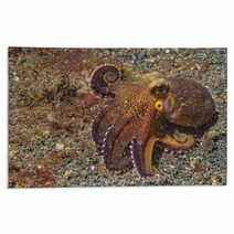 Coconut Octopus Underwater Portrait Rugs 63916912