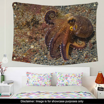Coconut Octopus Underwater Portrait Wall Art 63916912