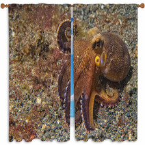 Coconut Octopus Underwater Portrait Window Curtains 63916912