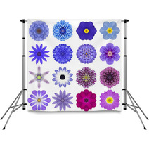 Collection Various Blue Concentric Flowers Isolated On White Backdrops 70388495