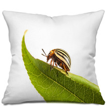 Colorado Potato Beetles Pillows 61375730