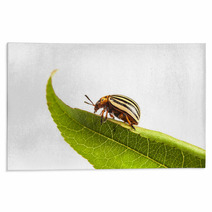 Colorado Potato Beetles Rugs 61375730