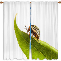 Colorado Potato Beetles Window Curtains 61375730