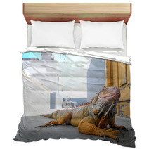 Colored Young Male Iguana Bedding 64881143