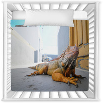 Colored Young Male Iguana Nursery Decor 64881143