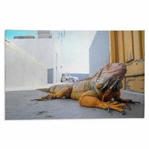 Colored Young Male Iguana Rugs 64881143